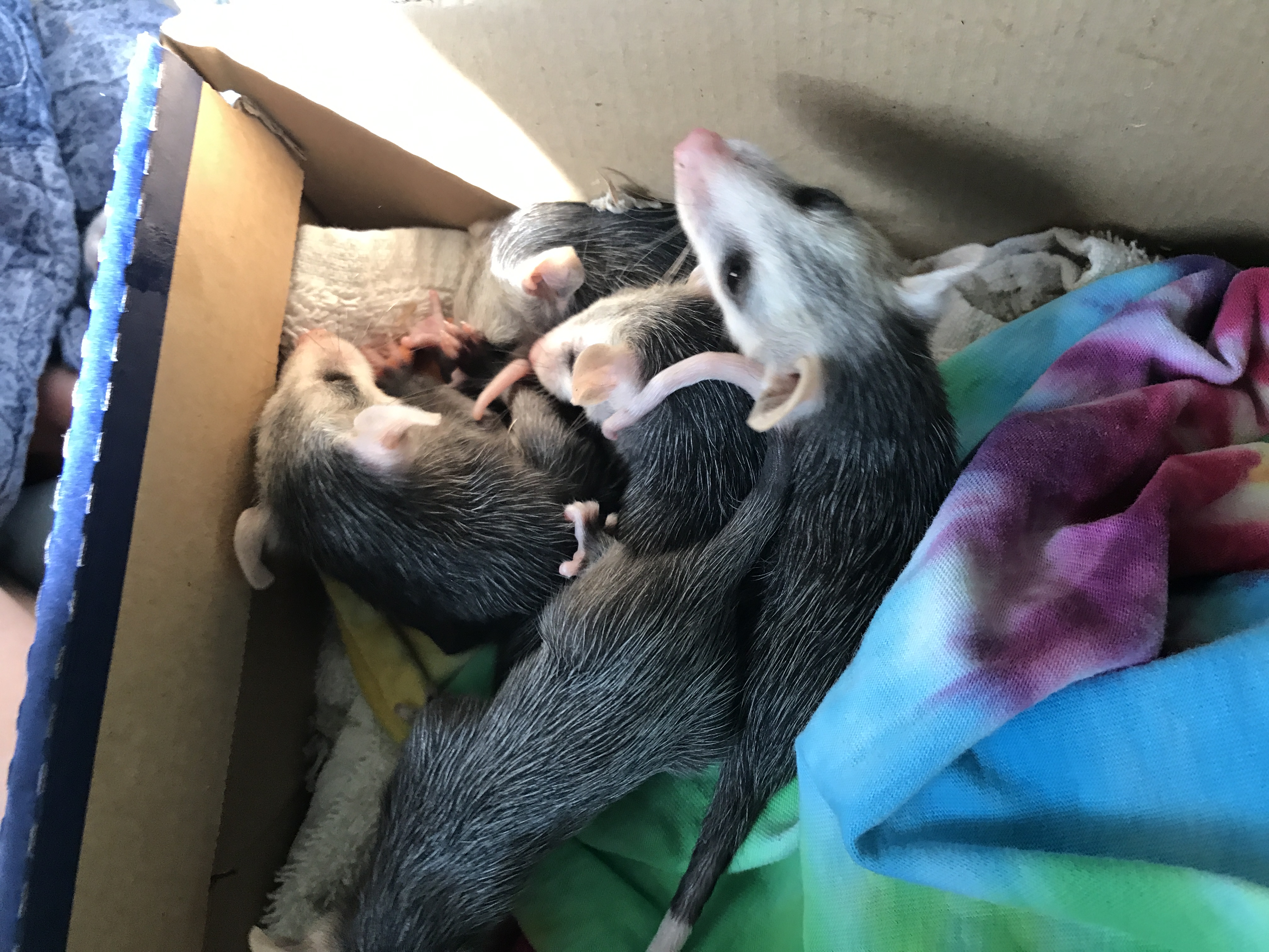 A group of baby possums retrieved from a mothers pouch who had been hit by a car.